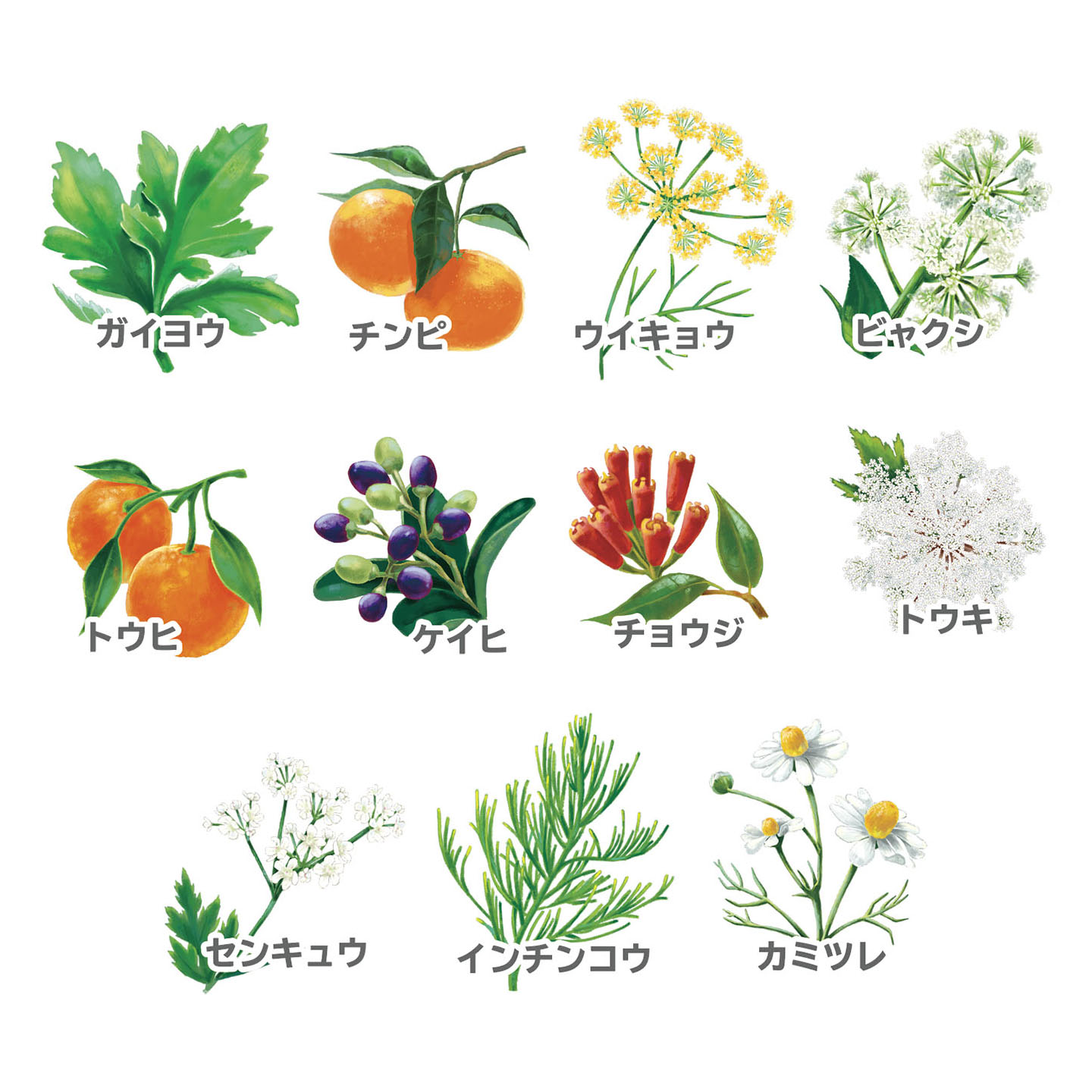 11種類のハーブ